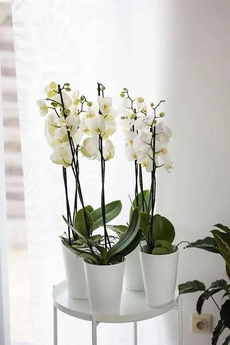 Villa Residence Orchidee Zaventem